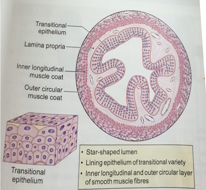 Anatomy and Physiology homework question answer, step 1, image 4